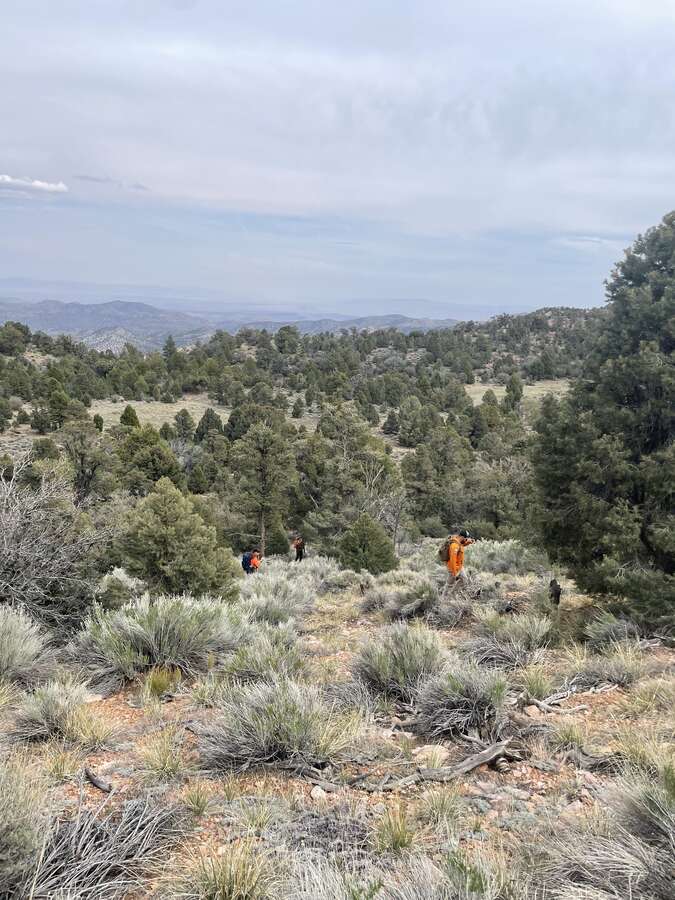 Multiple search and rescue team members walking through a forested area
